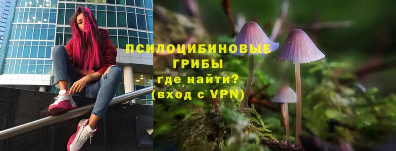 Галлюциногенные грибы Psilocybe  Канск 